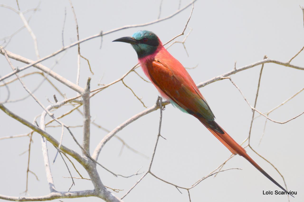 Guêpier écarlate/Northern Carmine Bee-Eater (3)