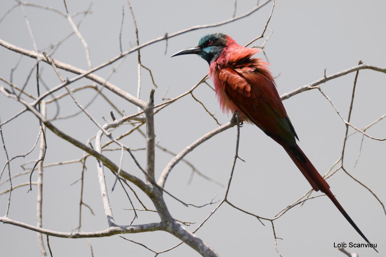 Guêpier écarlate/Northern Carmine Bee-Eater (4)