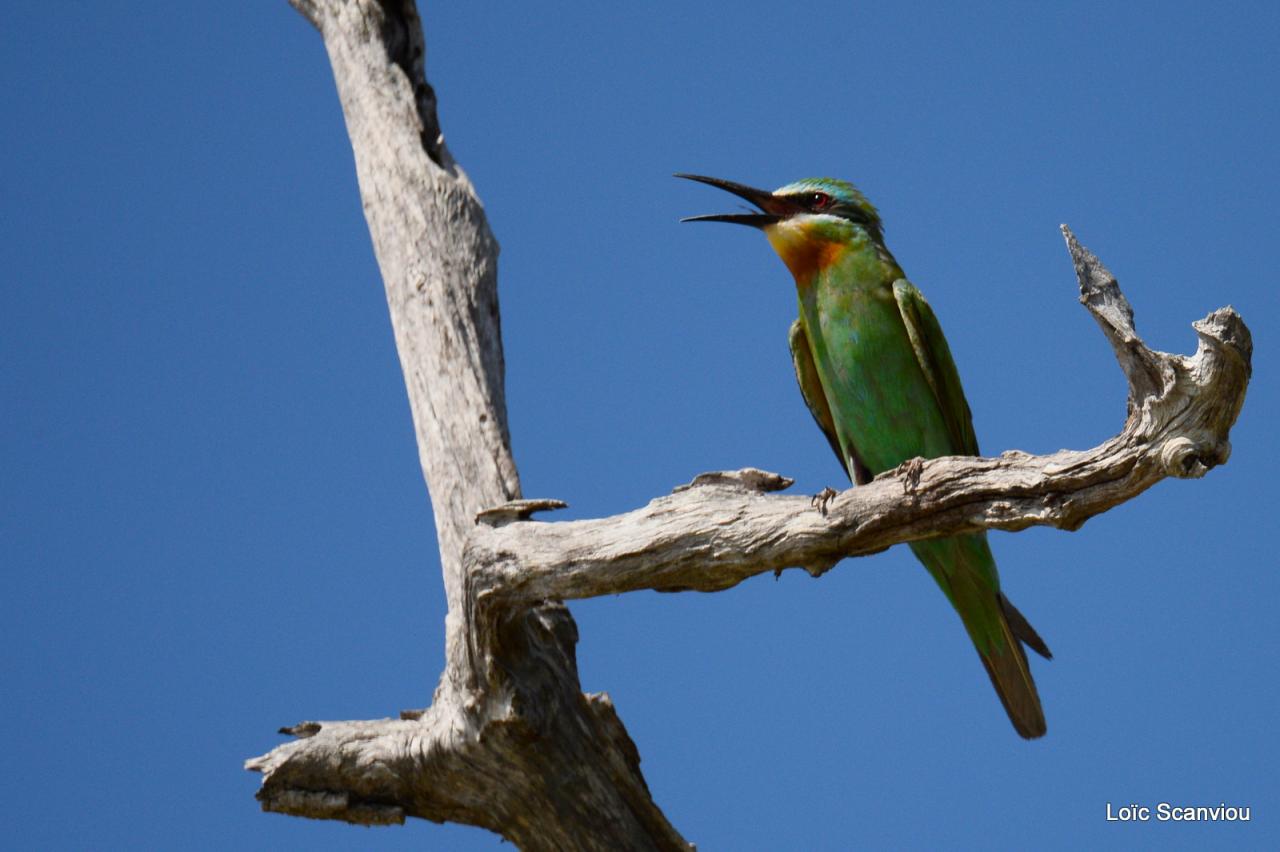 Guêpier de Perse/Blue-cheeked Bee-eater (1)