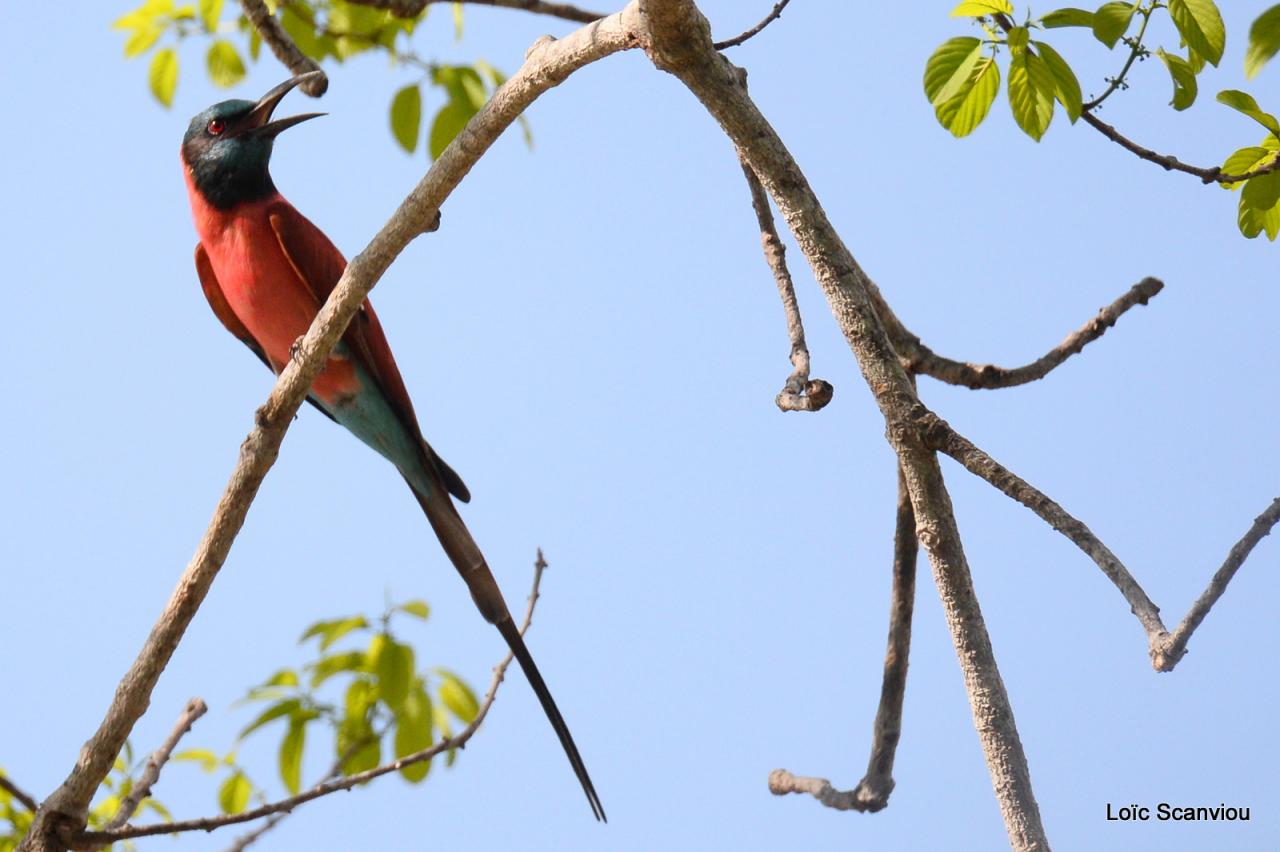 Guêpier écarlate/Northern Carmine Bee-Eater (5)