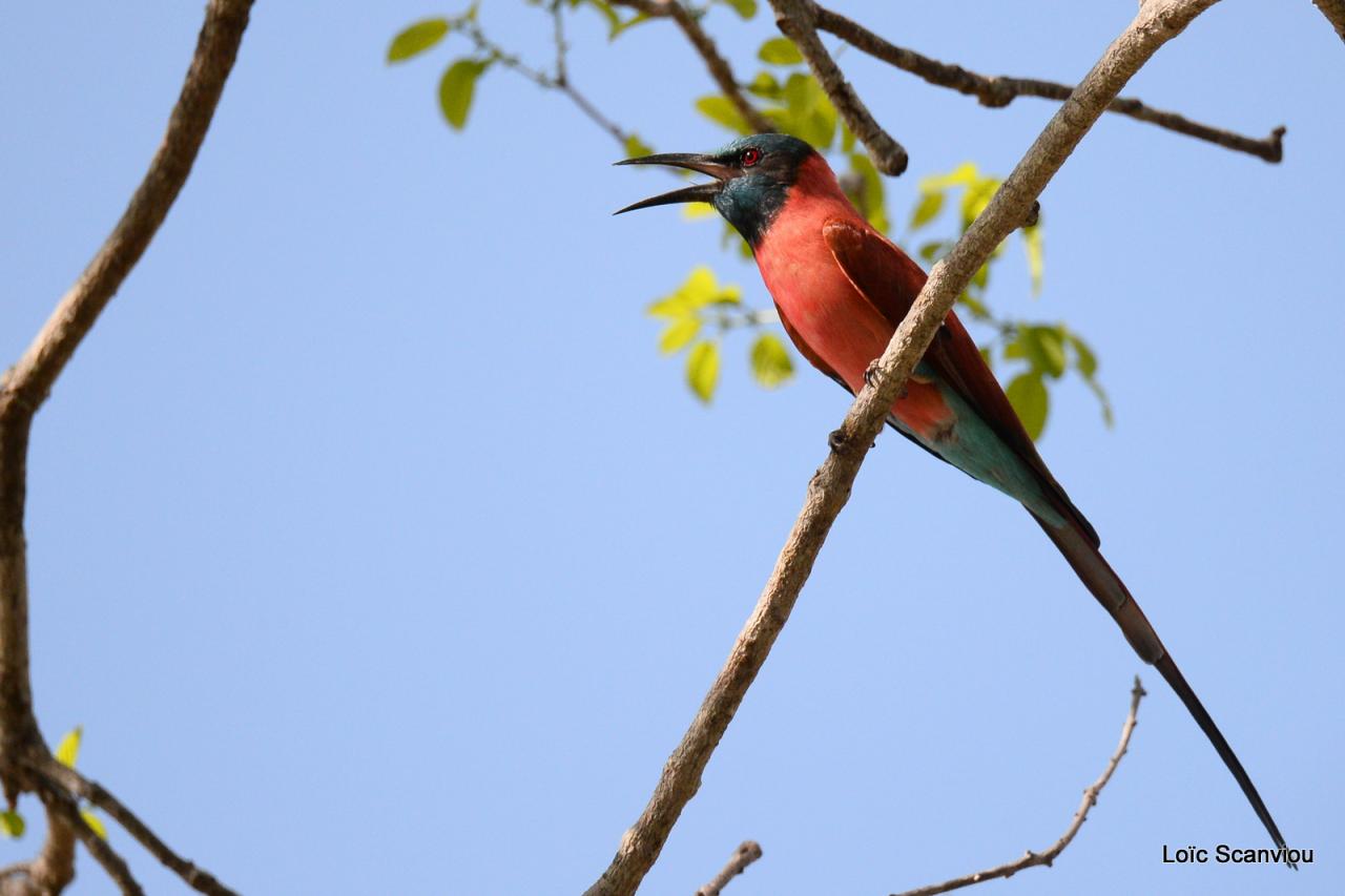 Guêpier écarlate/Northern Carmine Bee-Eater (6)