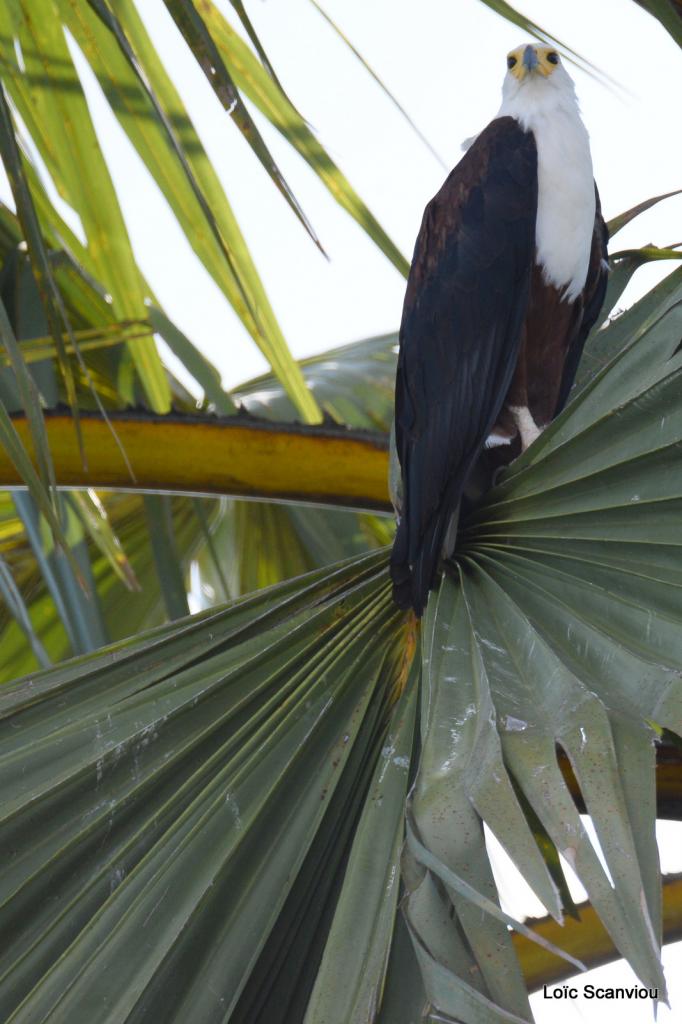 Aigle vocifère/African Fish Eagle (1)