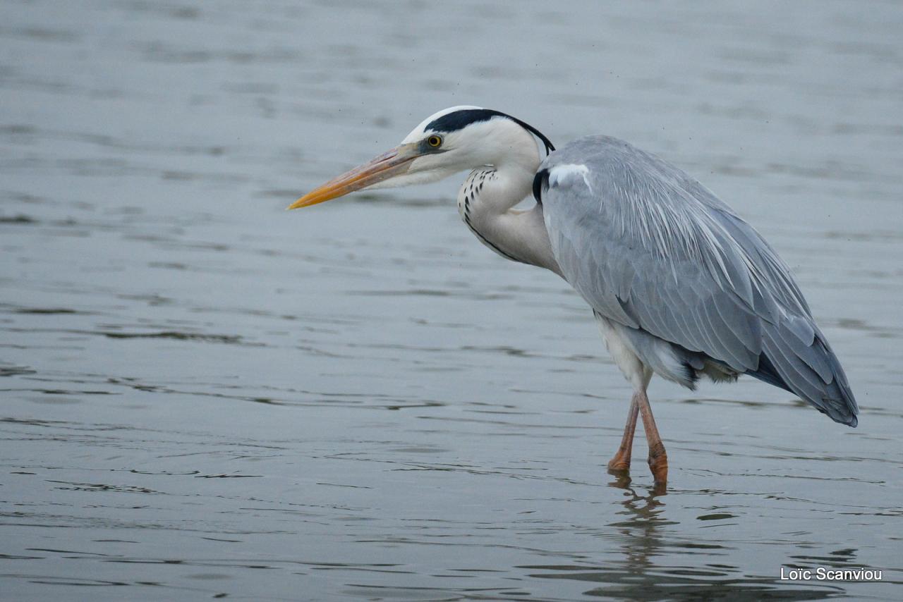 Héron cendré/Grey Heron (1)