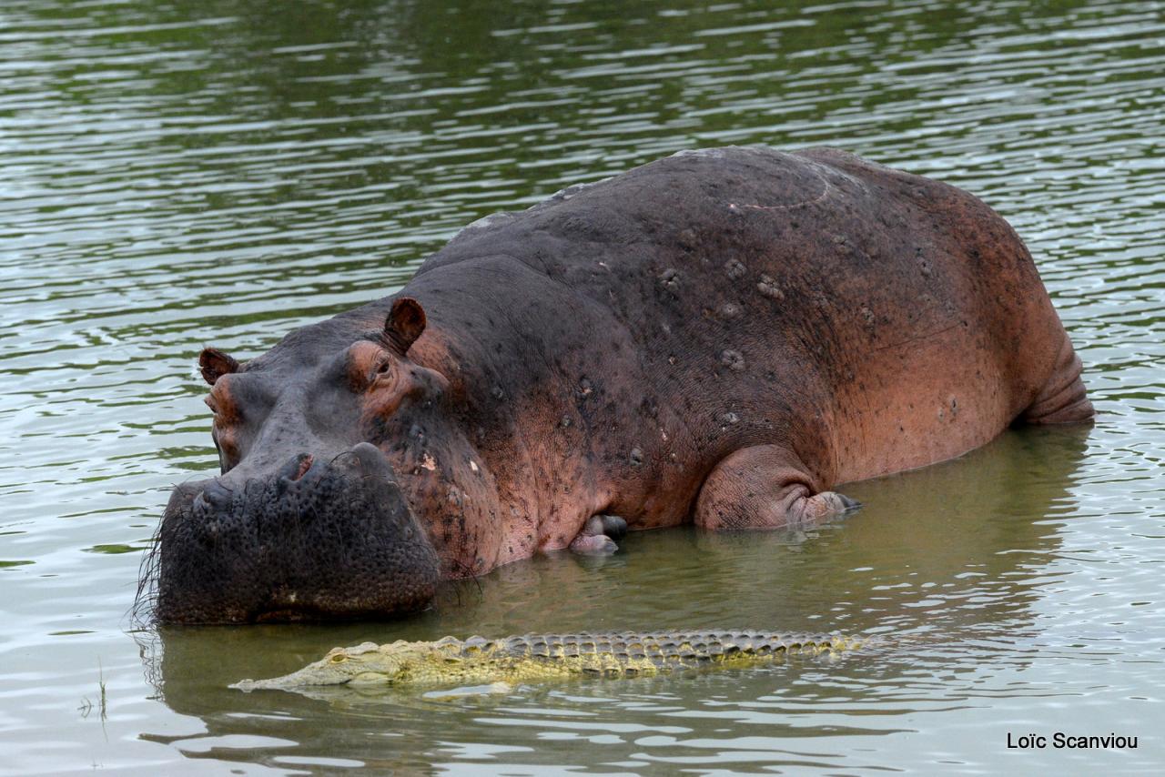 Hippopotame/Hippopotamus (16)