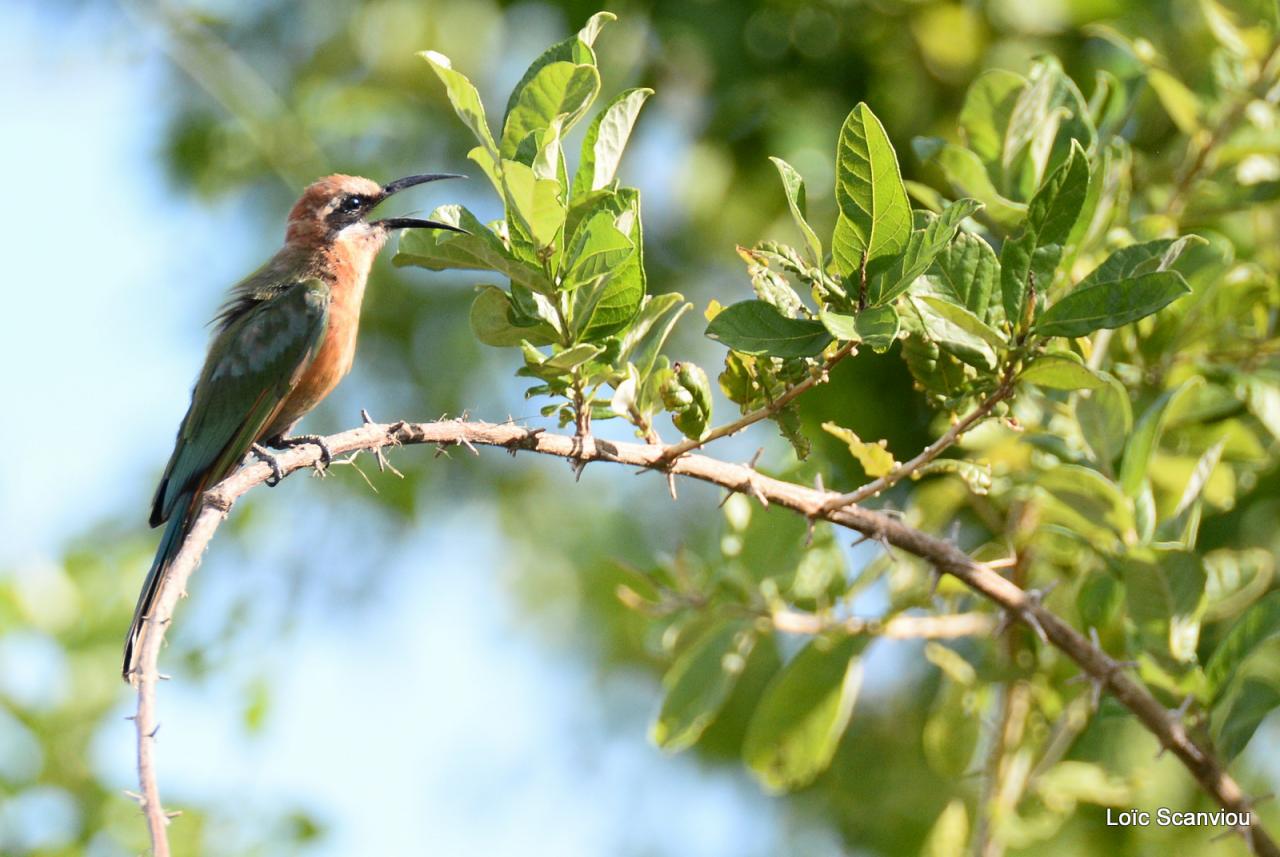 Guêpier à front blanc/White-fronted Bee-eater (1)