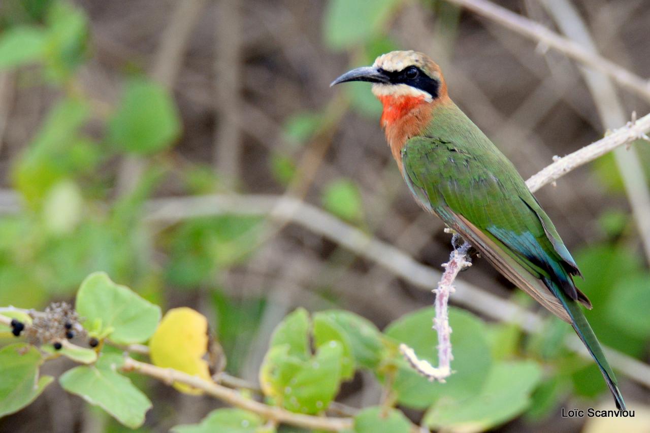 Guêpier à front blanc/White-fronted Bee-eater (2)