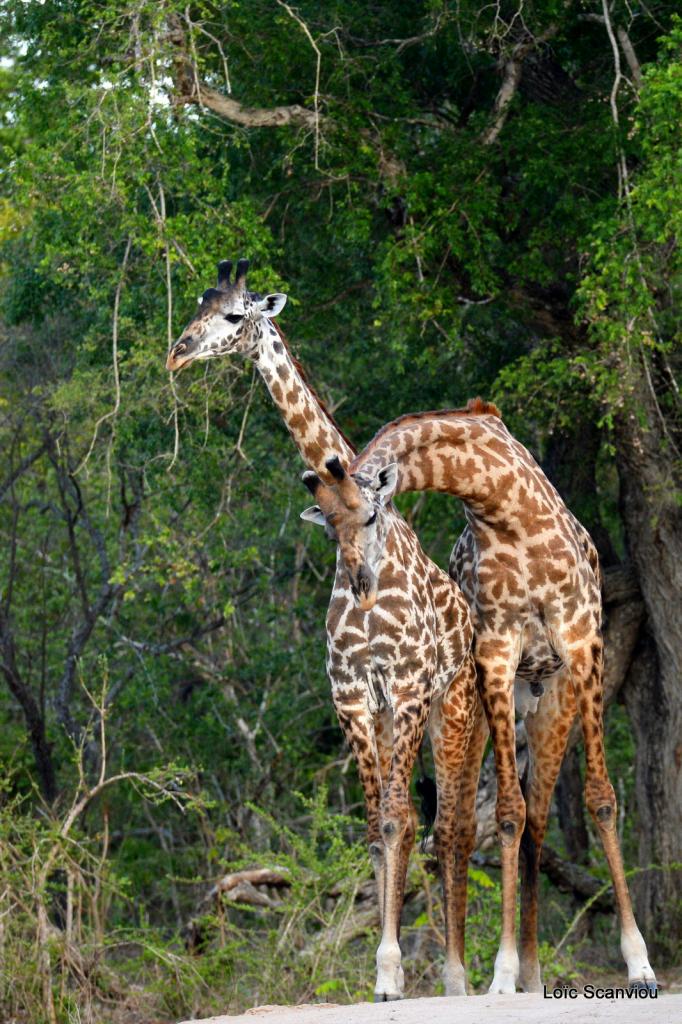 Girafe masaï/Masai Giraffe (23)