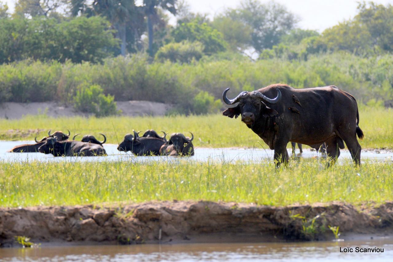 Buffle du Cap/Cape Buffalo (2)