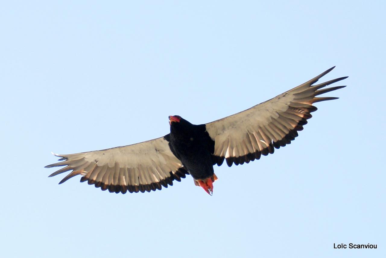 Aigle bateleur/Bateleur Eagle (1)