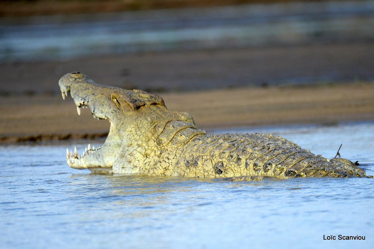 Crocodile du Nil/Nile Crocodile (5)