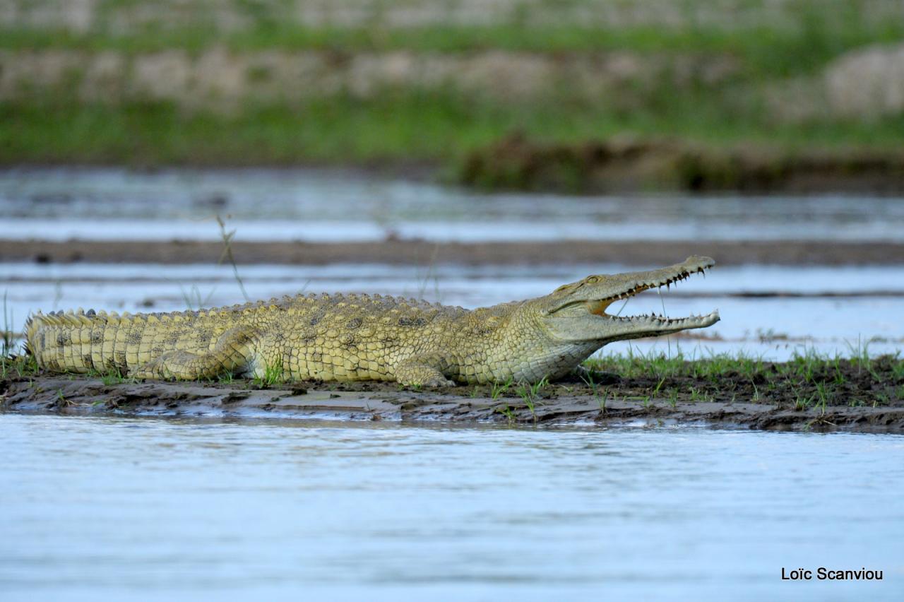 Crocodile du Nil/Nile Crocodile (6)