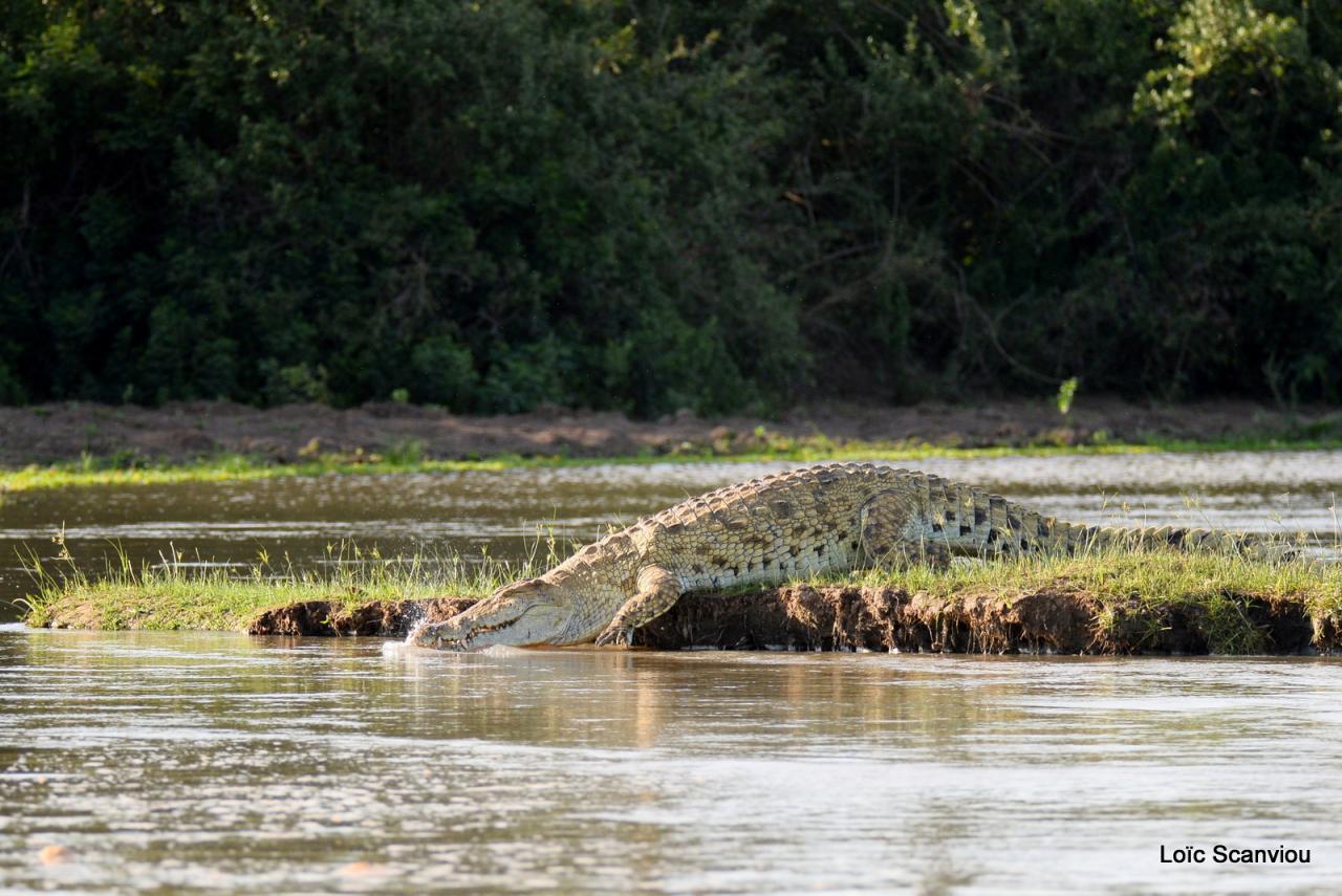 Crocodile du Nil/Nile Crocodile (7)