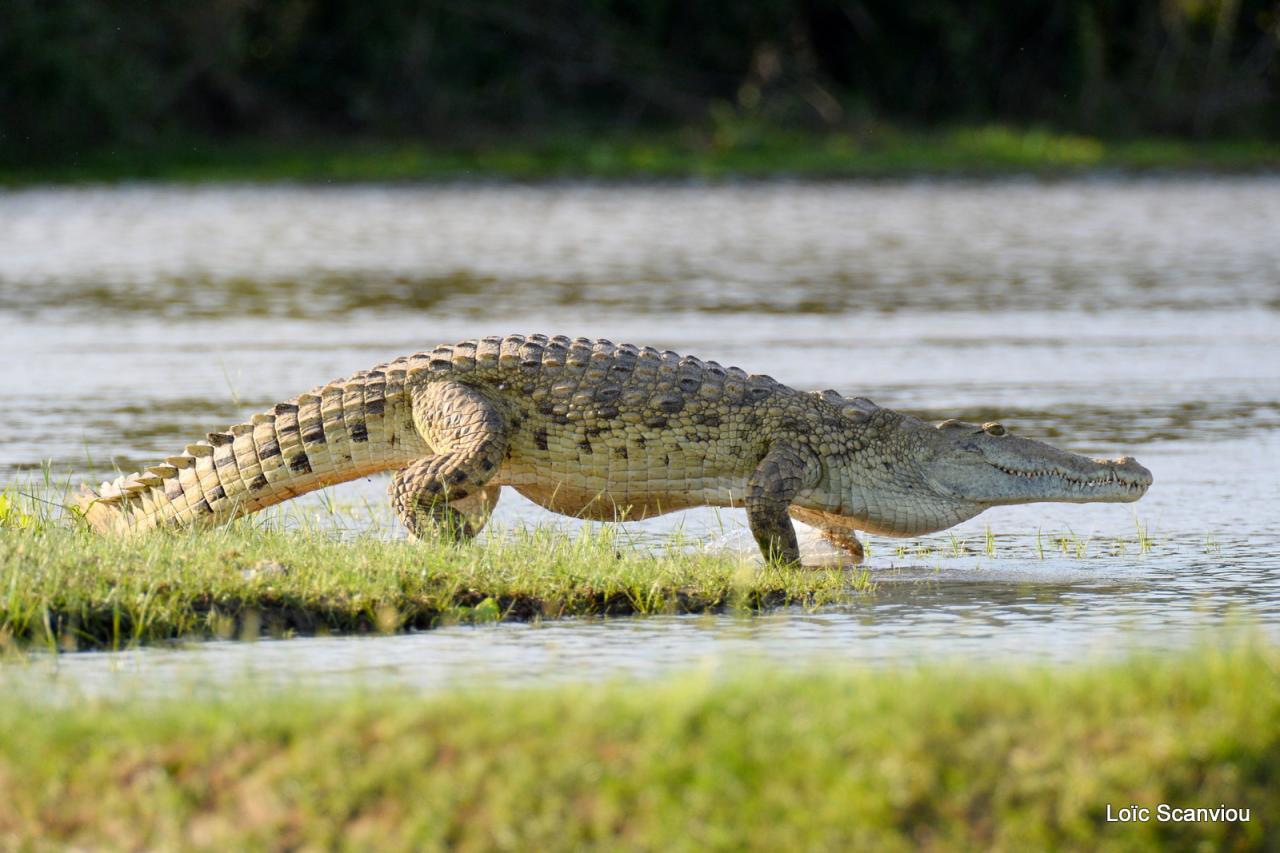 Crocodile du Nil/Nile Crocodile (8)