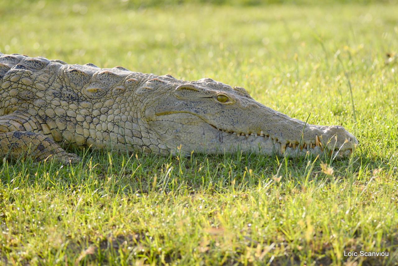 Crocodile du Nil/Nile Crocodile (9)