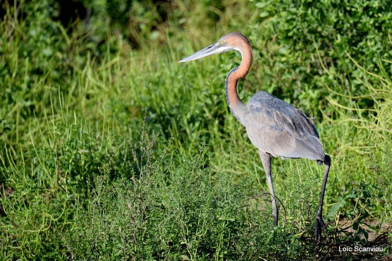 Héron Goliath/Goliath Heron (1)