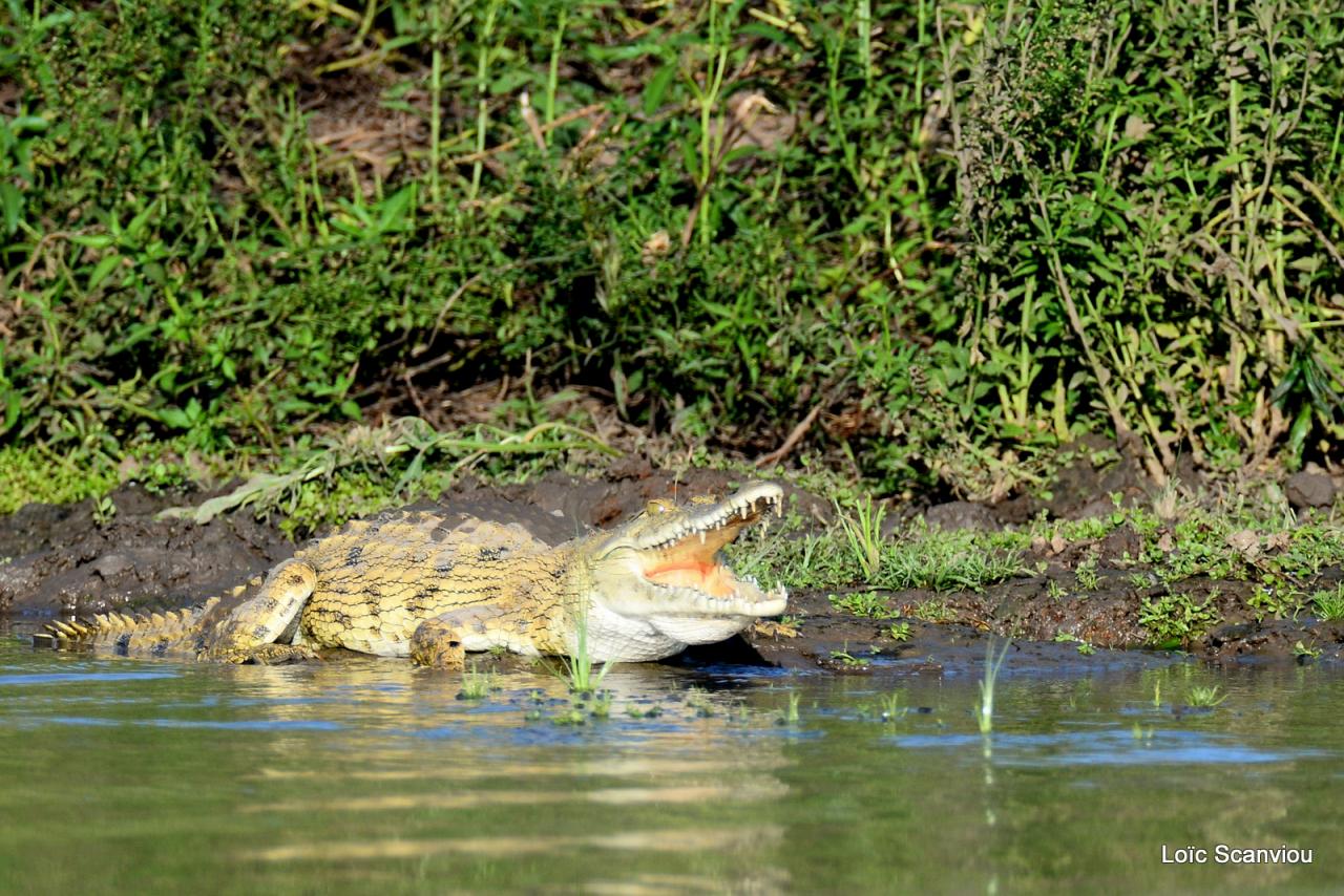 Crocodile du Nil/Nile Crocodile (10)