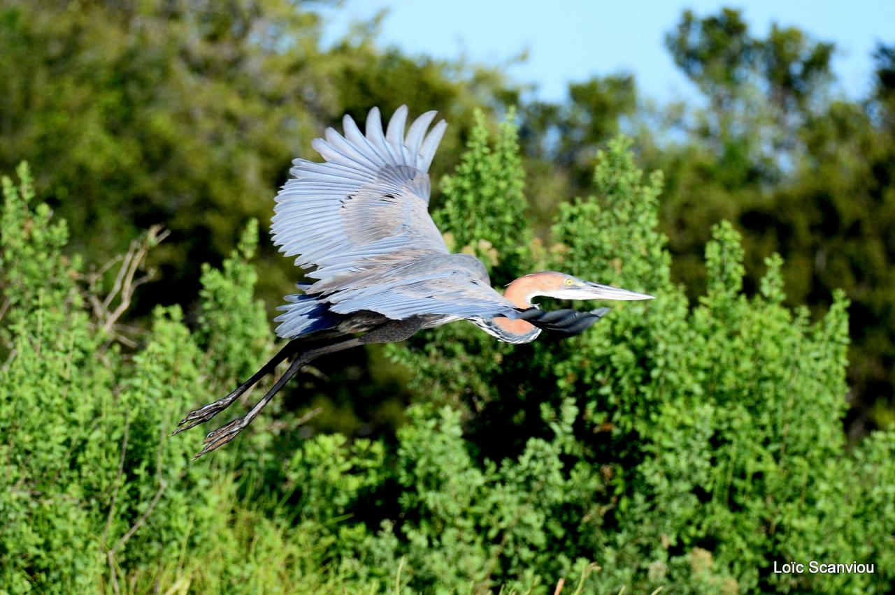 Héron Goliath/Goliath Heron (2)