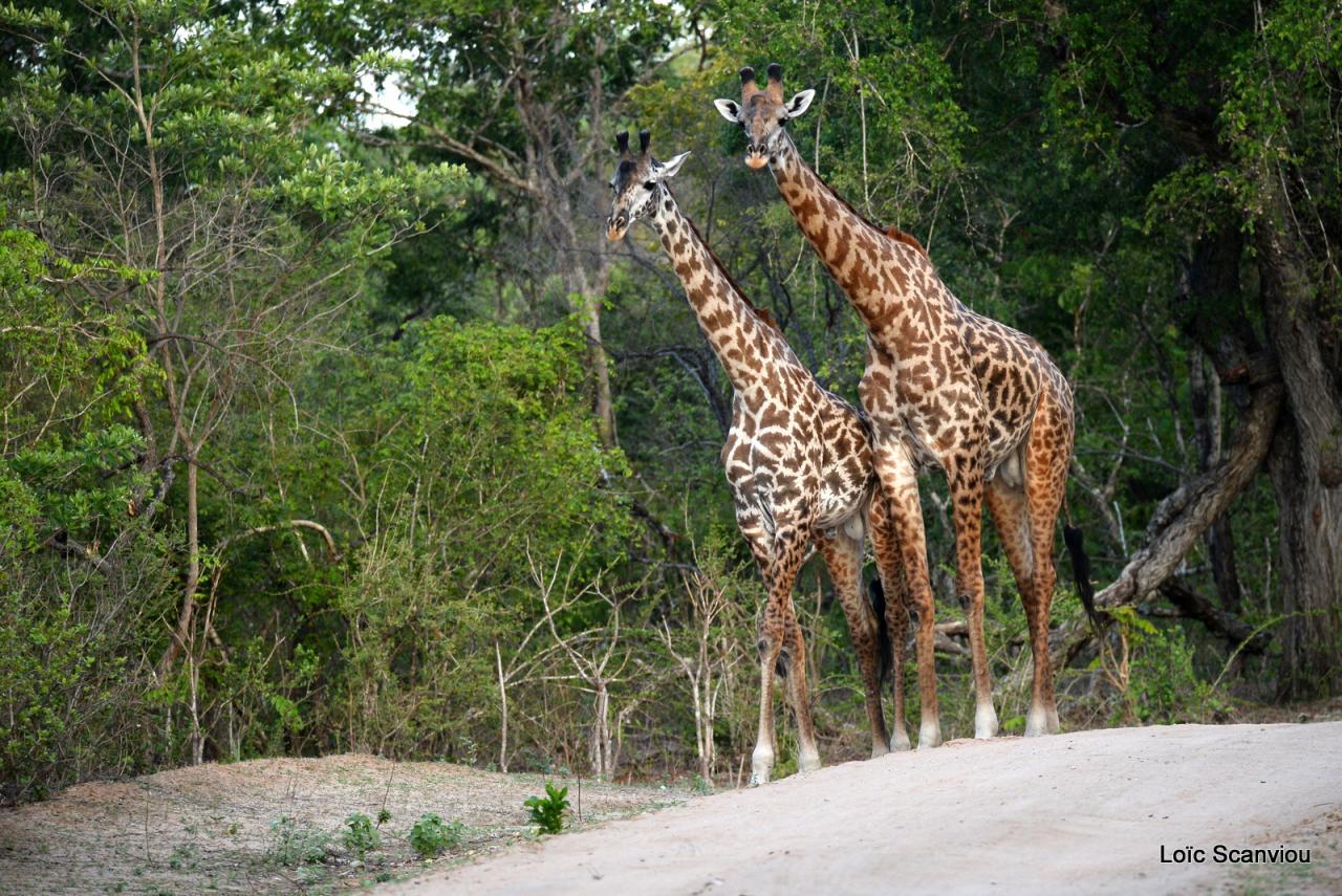 Girafe masaï/Masai Giraffe (1)