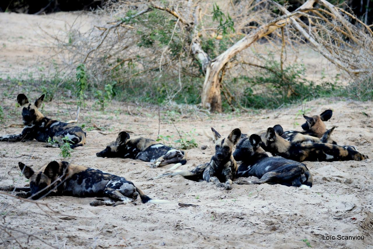 Lycaons/ Wild Painted Dogs (34)