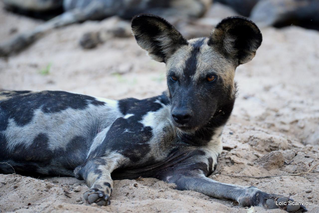 Lycaons/ Wild Painted Dogs (35)