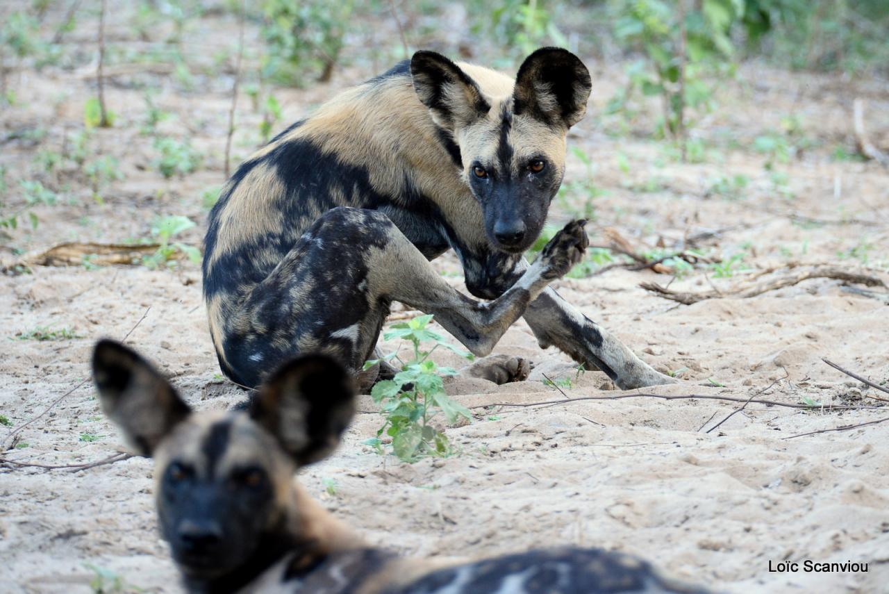 Lycaons/ Wild Painted Dogs (36)