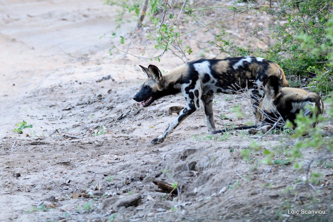 Lycaons/ Wild Painted Dogs (37)