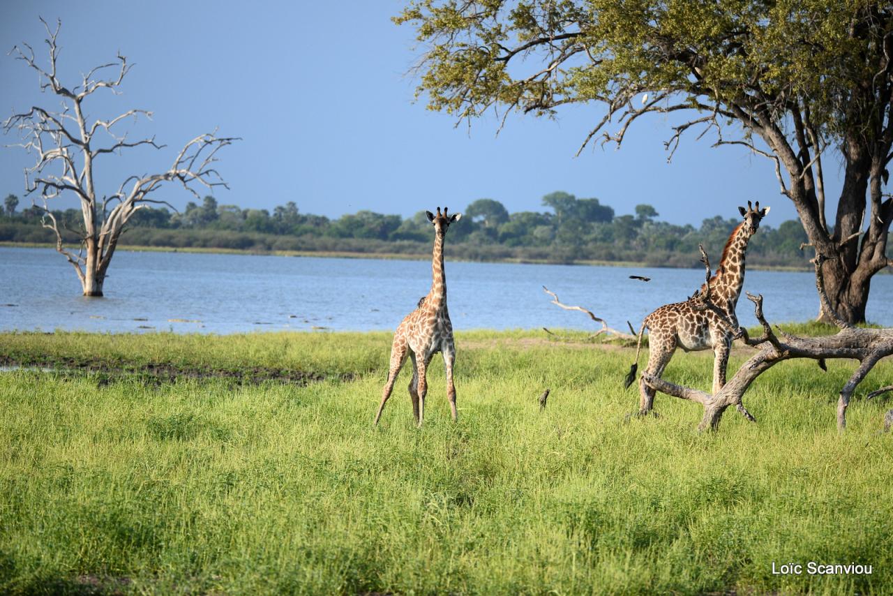 Girafe masaï/Masai Giraffe (3)