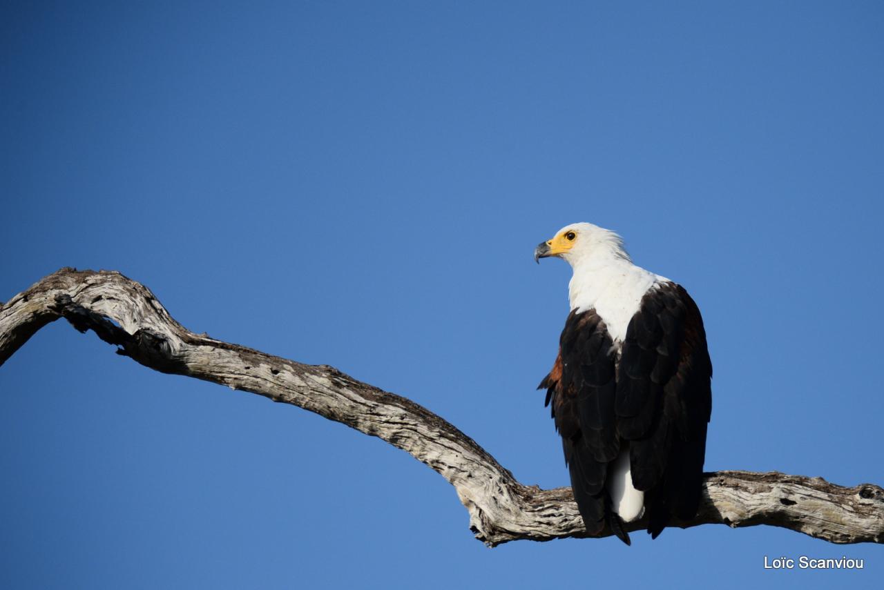 Aigle vocifère/African Fish Eagle (2)