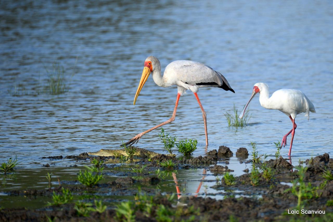 Tantale ibis/Yellow-billed Stork (1)