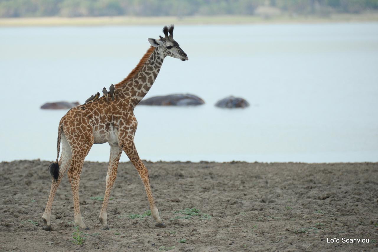 Girafe masaï/Masai Giraffe (4)