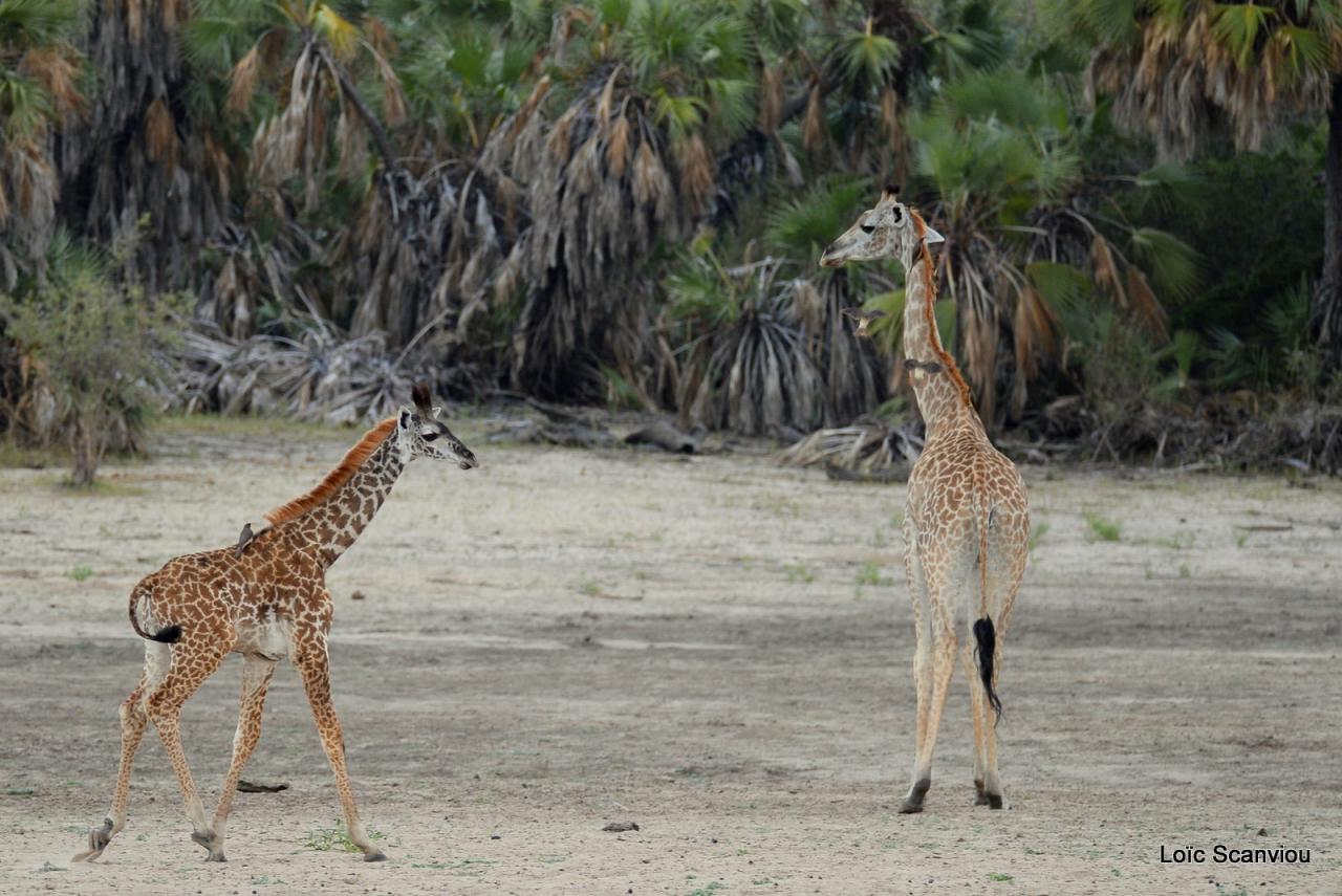 Girafe masaï/Masai Giraffe (5)