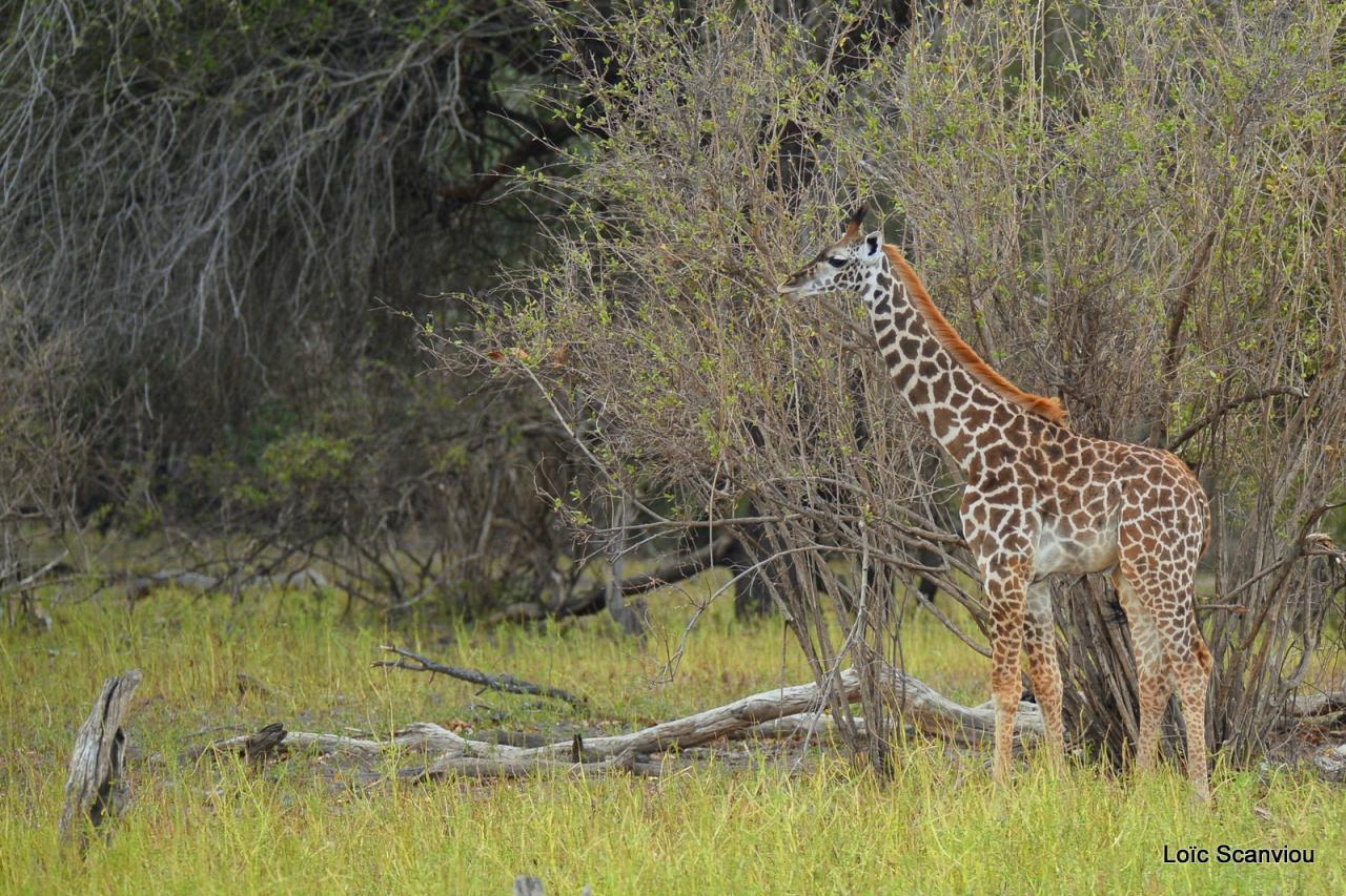 Girafe masaï/Masai Giraffe (6)