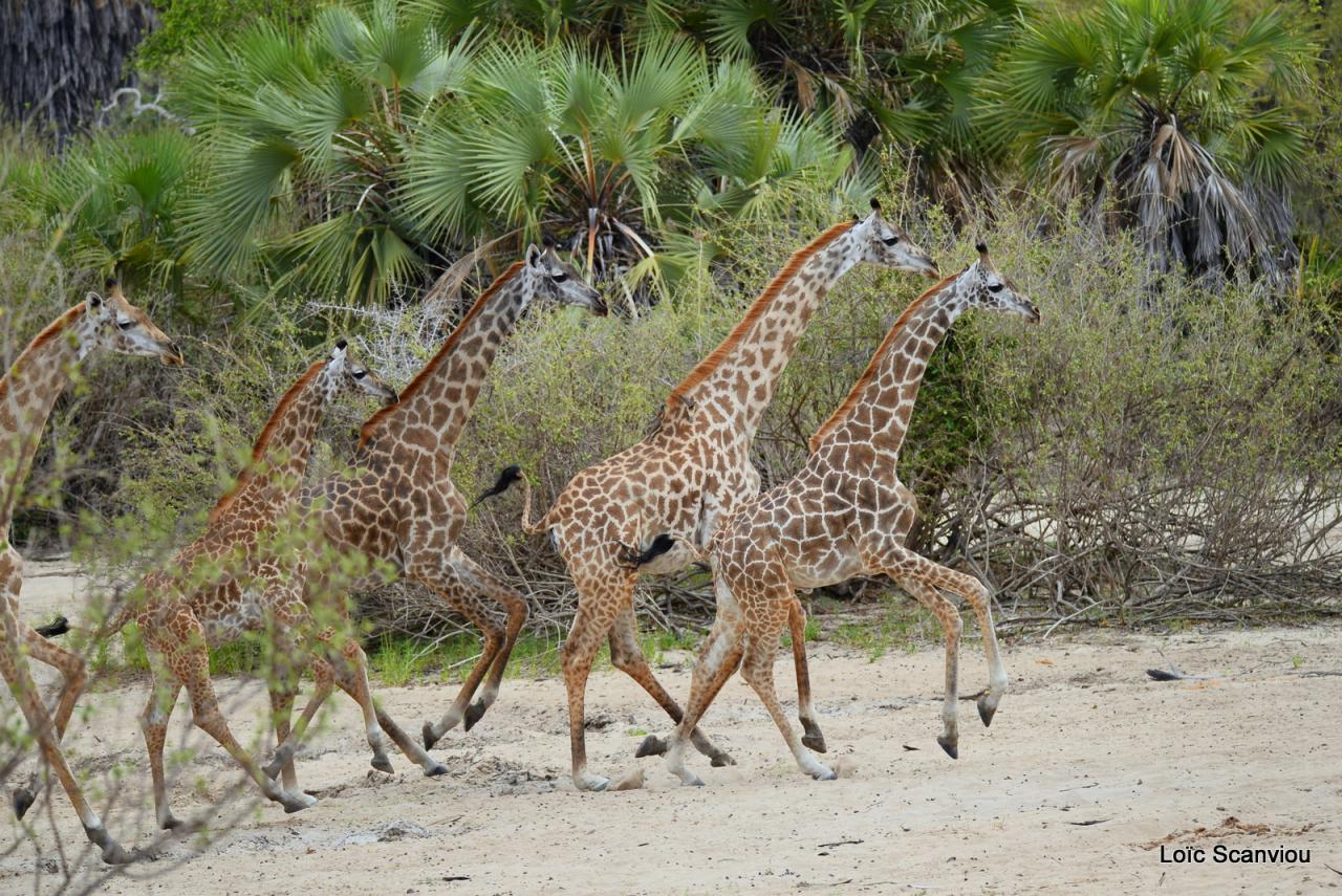 Girafe masaï/Masai Giraffe (7)