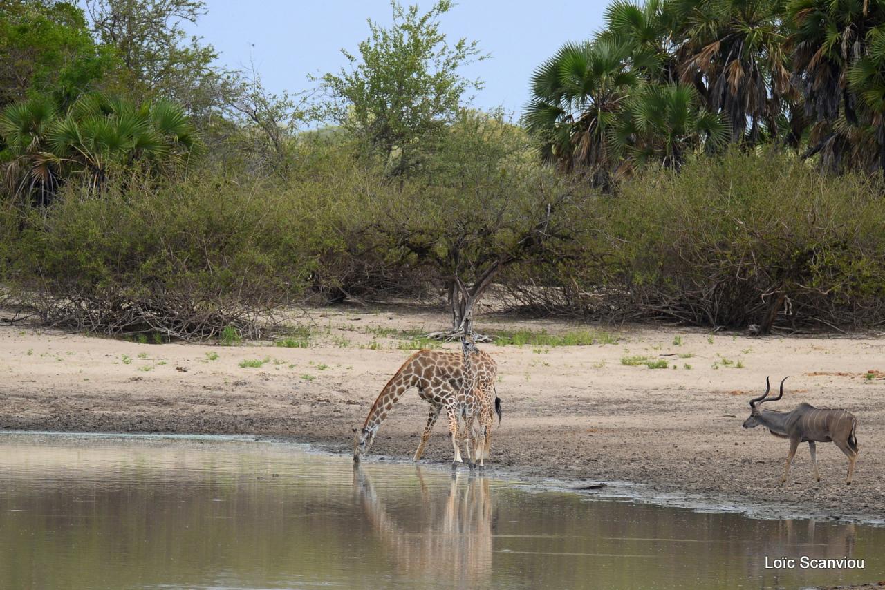 Girafe masaï/Masai Giraffe (8)