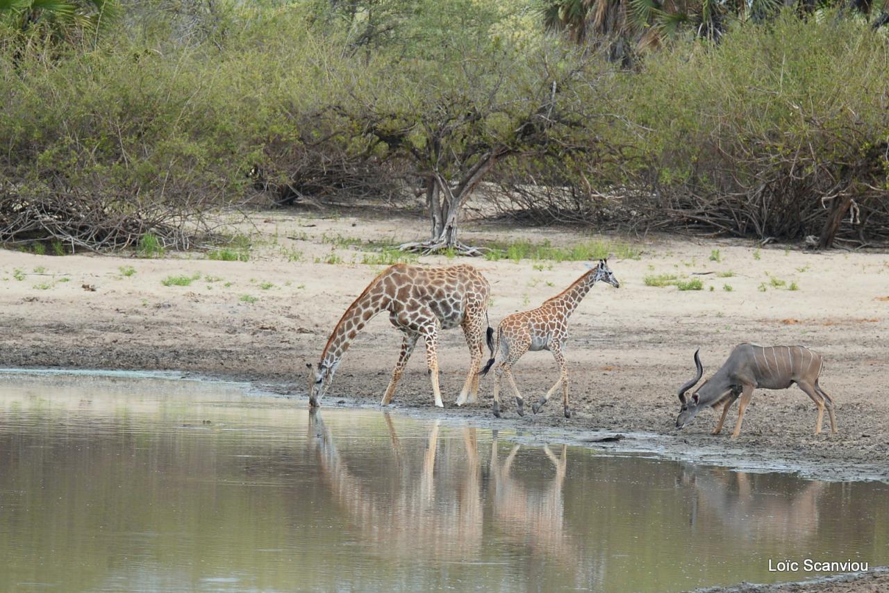 Girafe masaï/Masai Giraffe (9)