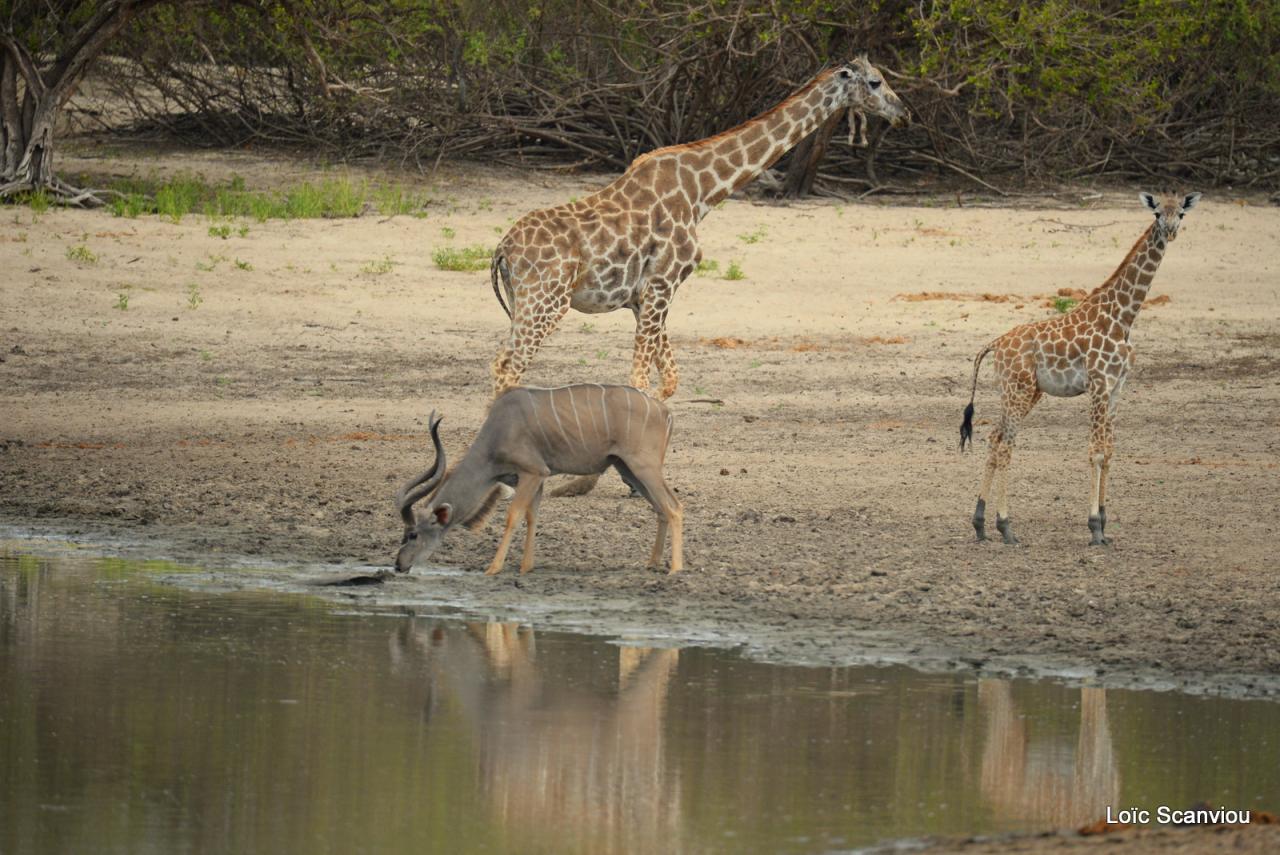 Girafe masaï/Masai Giraffe (10)