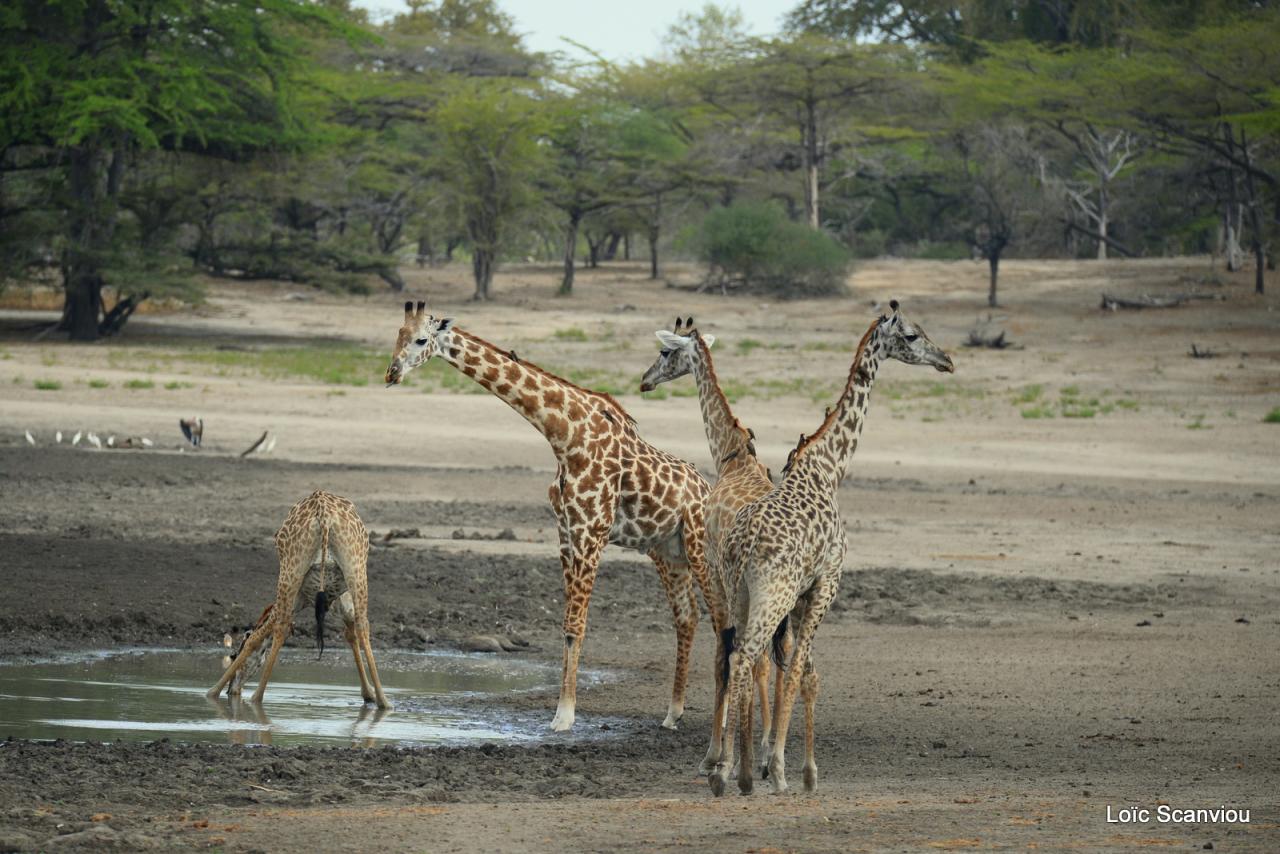 Girafe masaï/Masai Giraffe (11)