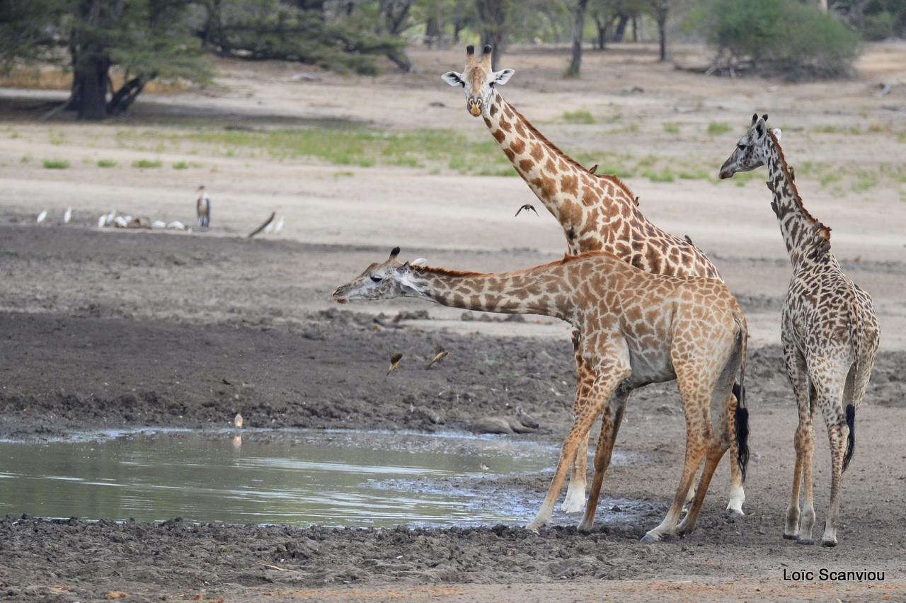 Girafe masaï/Masai Giraffe (12)