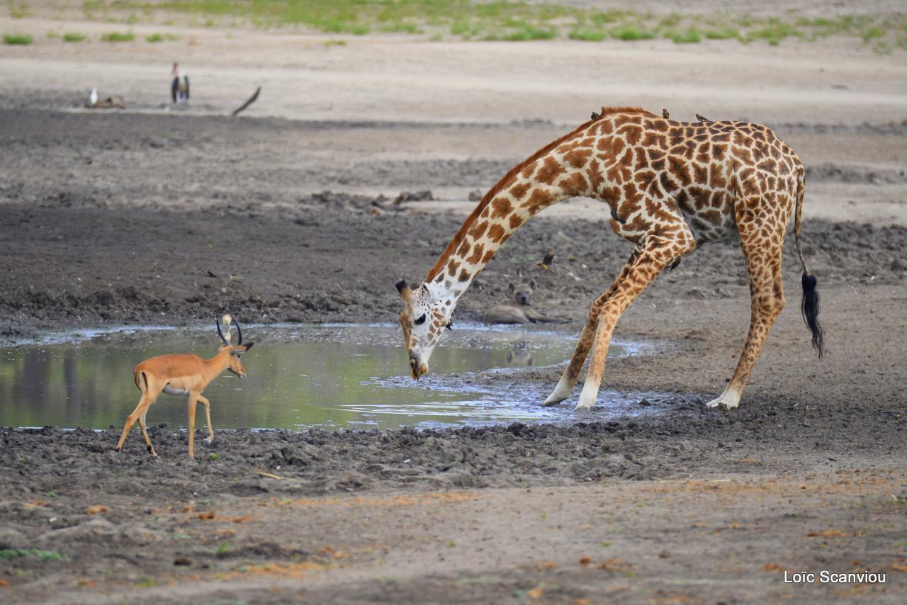 Girafe masaï/Masai Giraffe (13)