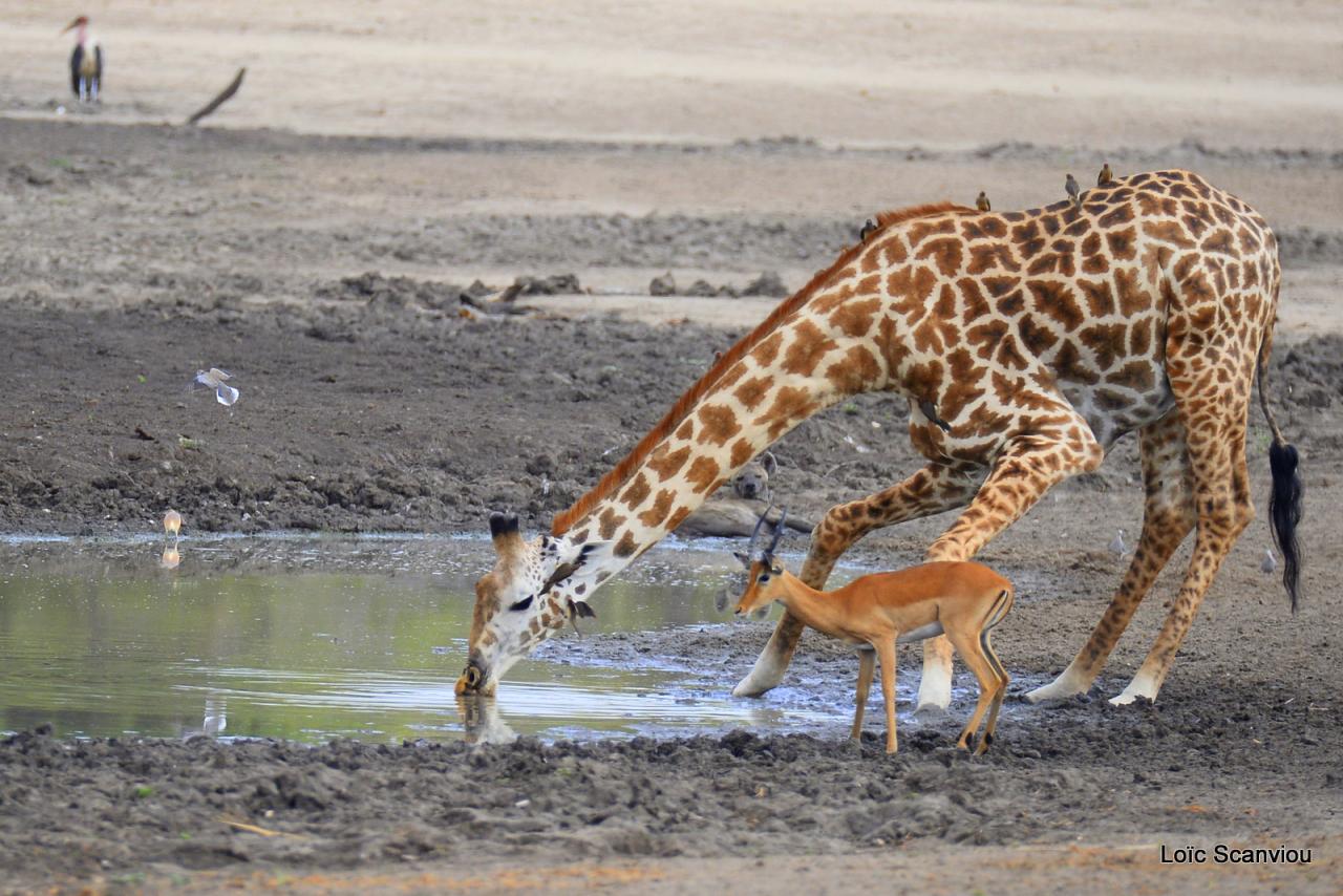 Girafe masaï/Masai Giraffe (14)