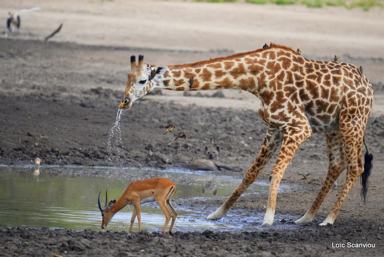 Girafe masaï/Masai Giraffe (15)