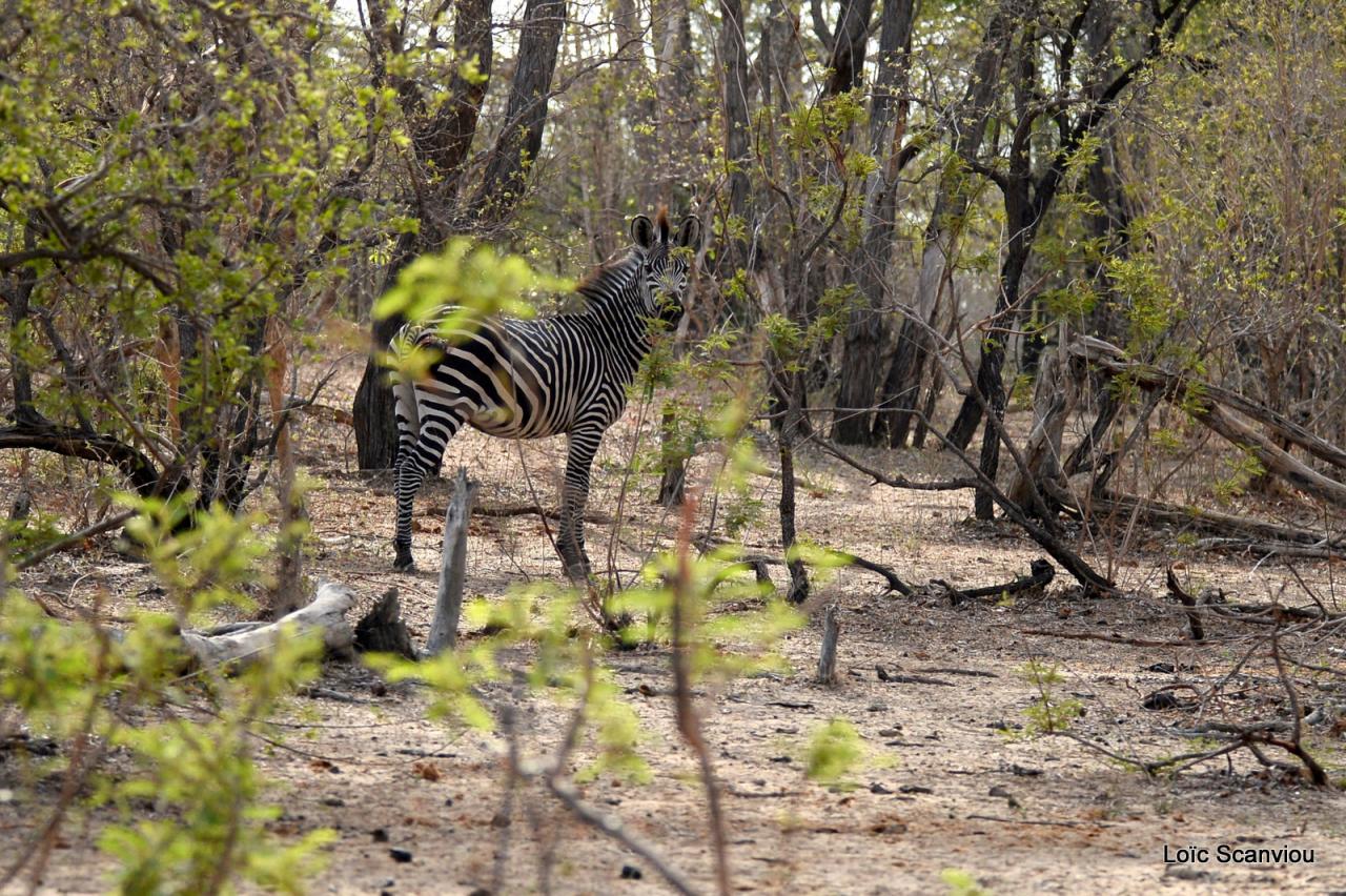 Zèbre de Burchell/Burchell's Zebra (1)