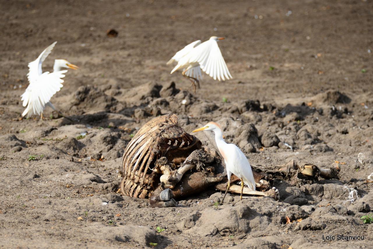 Aigrette/Egret (1)