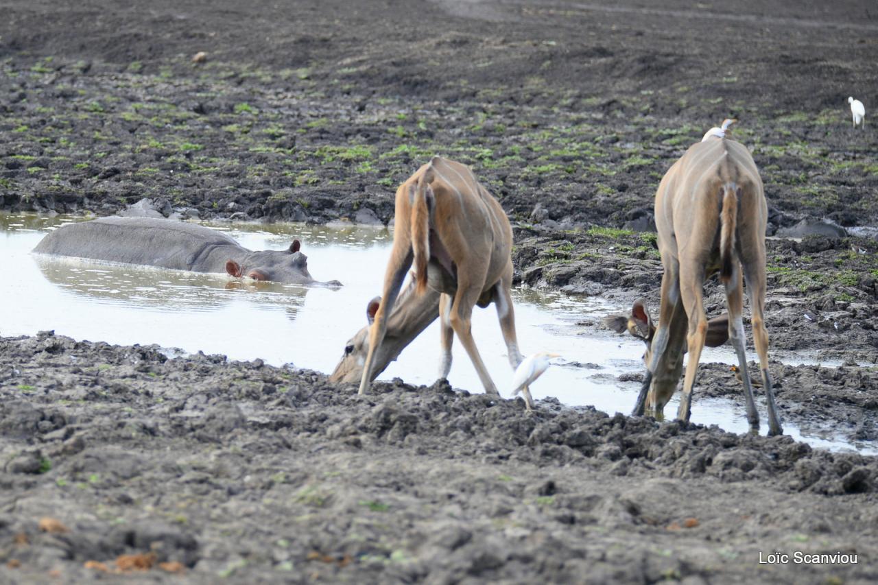 Hippopotame et koudous (1)