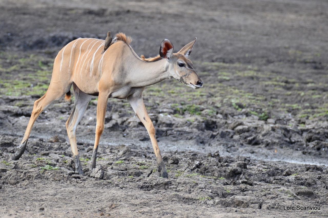 Grand koudou/Greater Kudu (2)