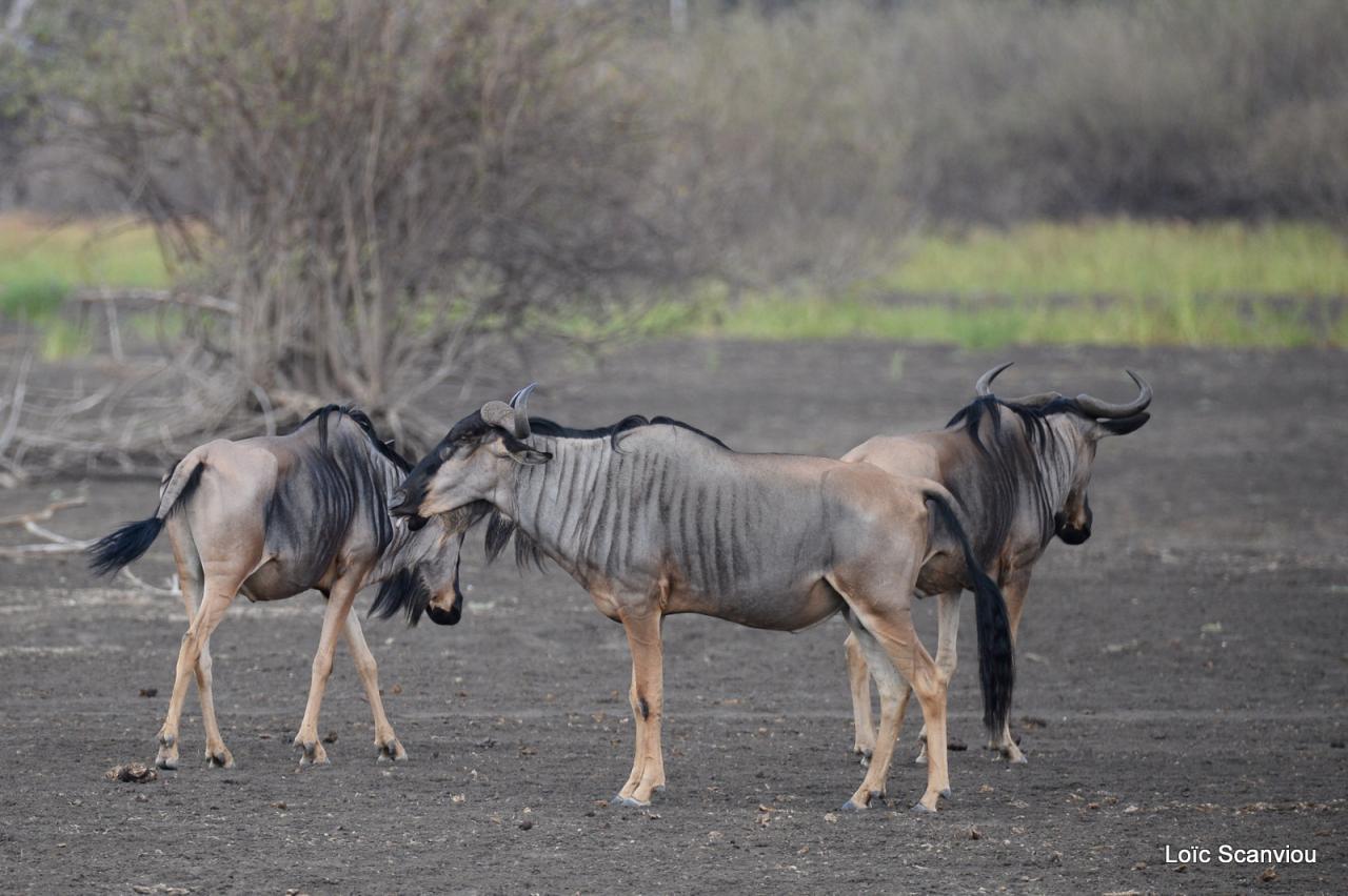 Gnou/Wildebeest (1)