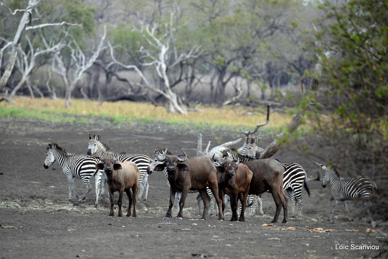 Buffle du Cap/Cape Buffalo (8)