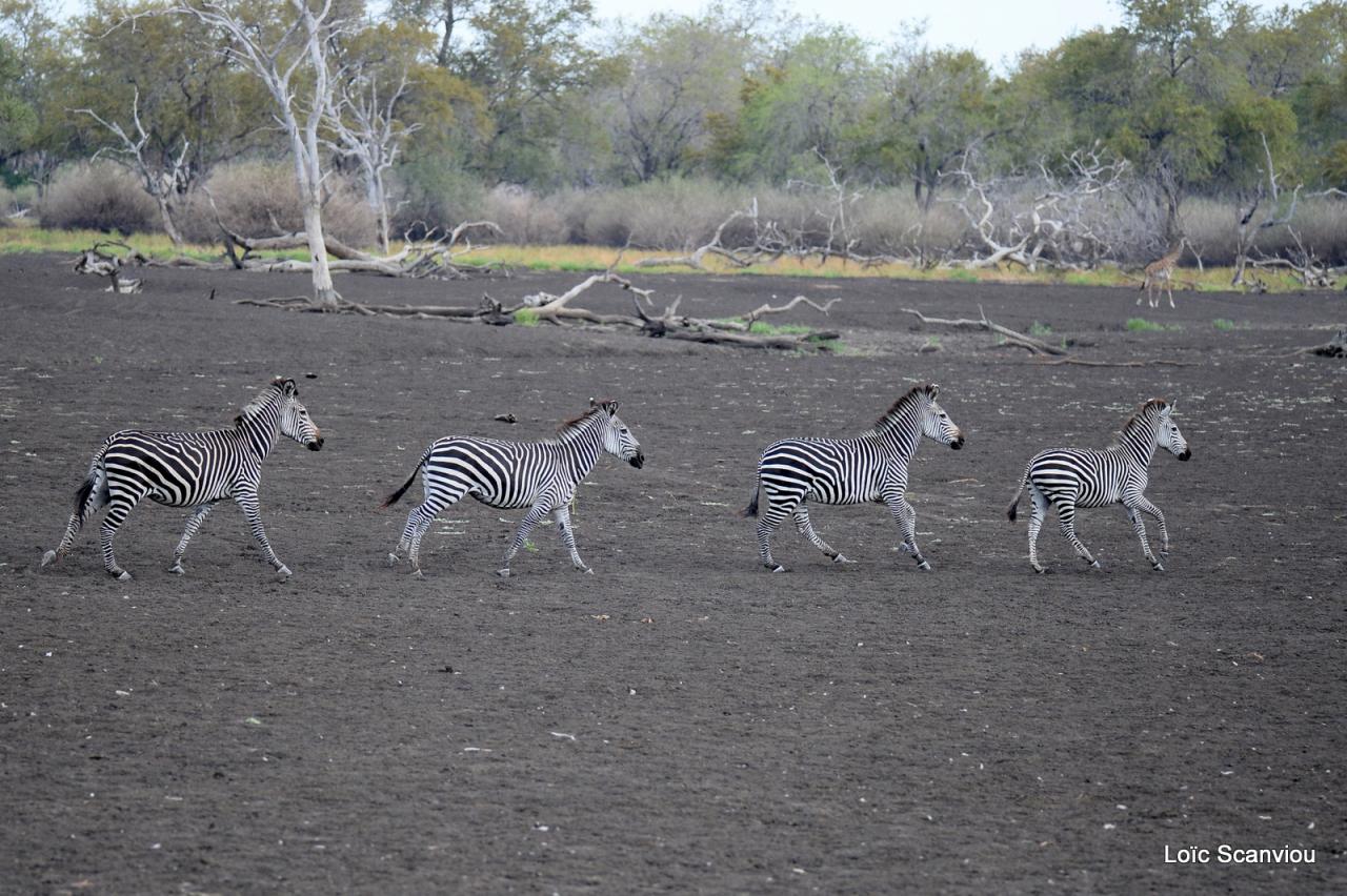 Zèbre de Burchell/Burchell's Zebra (2)