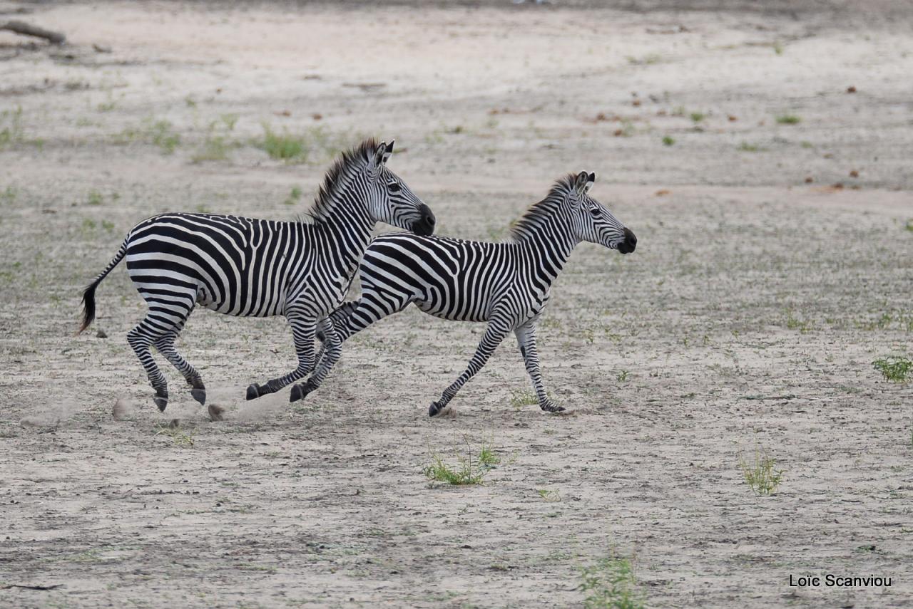 Zèbre de Burchell/Burchell's Zebra (3)