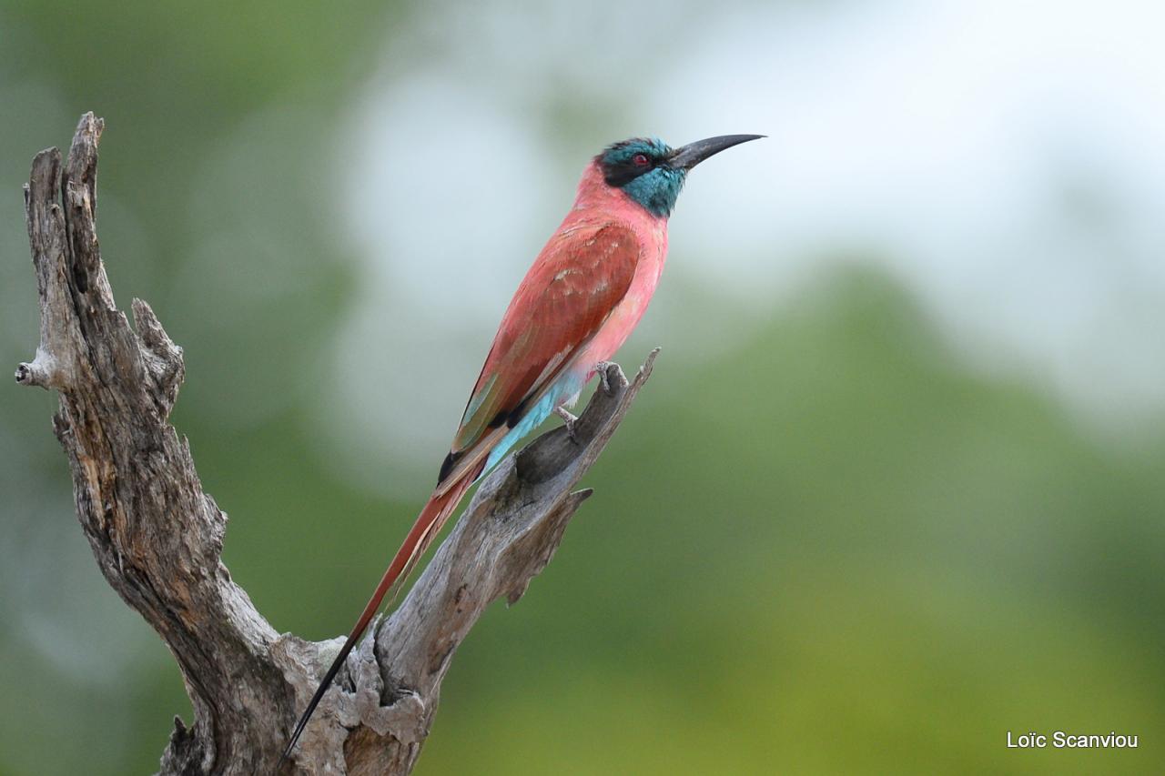 Guêpier écarlate/Northern Carmine Bee-Eater (7)